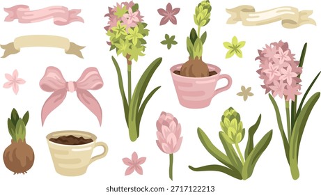 Ilustrações botânicas de primavera desenhadas à mão de flores e botões de jacinto rosa florescente, bulbo e folhas e arco e fita 