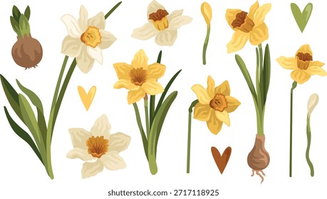 Ilustraciones botánicas de primavera dibujadas a mano de flores de narciso blanco y amarillo, bulbo, bollos y hojas, planta de narciso