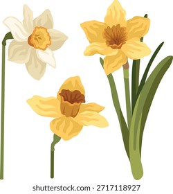 Ilustrações botânicas de primavera desenhadas à mão de flores branco e amarelo narciso, planta narciso