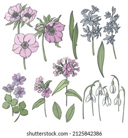 Handgezeichnete Frühlingsblumen. Vektorgrafik-Illustration.