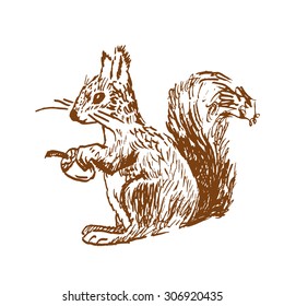 hand-drawn squirrel 