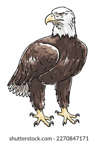 Hand-drawn standing Bald Eagle with head turned