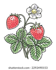 Hand-drawn strawberry plant with leaves and a flower