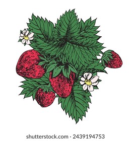 Hand-drawn strawberry sketch. Composition with strawberries, leaves and flowers. Design for packaging, invitations, postcards, organic products.