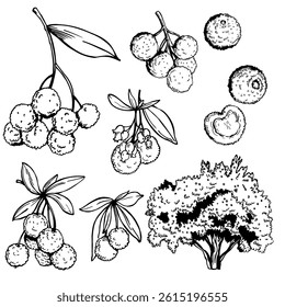 Hand-drawn Strawberry tree (Arbutus unedo)  on white background. Vector sketch illustration