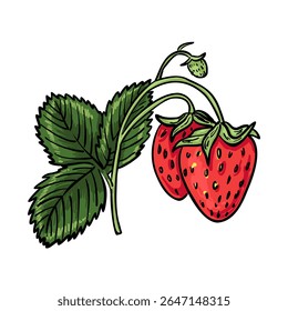 Galho de morango desenhado à mão com duas bagas maduras, um pequeno fruto verde e folhas detalhadas. Ótimo para embalagens, etiquetas e marca de alimentos naturais.
