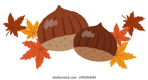 Hand-drawn style illustration of chestnut and maple
Image of autumn