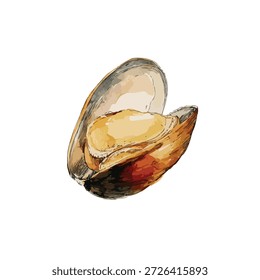 Hand-drawn style illustration of a fresh, opened mussel, perfect for seafood menus, recipe books, or healthy eating concepts.
