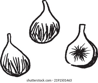 Hand-drawn style line drawing of figs