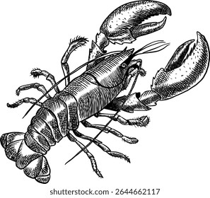 Hand-drawn style vector graphic of a lobster, featuring a traditional sketch or engraving aesthetic. 