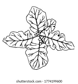 Hand-drawn stylized image of beet leaves on top. Black and white image isolated on a white background. Idea for poster, print, children's art, decor.