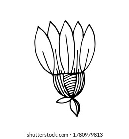 Hand-drawn stylized image of chamomile flower, perennial, marigold. Graphic black and white vector image. Isolated over white background.