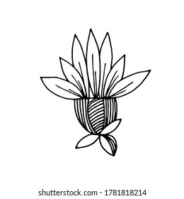 Hand-drawn stylized image of chamomile flower, perennial, marigold. Graphic black and white vector image. Isolated over white background.