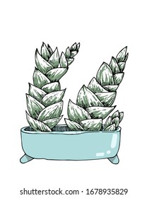 Suculento hecho a mano en una maceta de flores. Vector solo. Para cartas, invitaciones y creatividad.