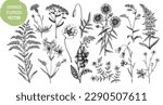 Hand-drawn summer flower sketches collection. Wildflower drawings on white background. Herbs, meadows, or woodlands flowering plants vector illustrations. Floral design elements in engraved style