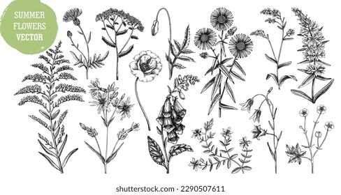 Hand-drawn summer flower sketches collection. Wildflower drawings on white background. Herbs, meadows, or woodlands flowering plants vector illustrations. Floral design elements in engraved style