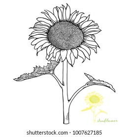 Hand-drawn Sunflower Front View Vector