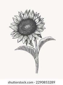 Hand-drawn sunflower inflorescence in engraving style. Vintage botanical image of a garden plant for a floral background. Vector illustration for shop design, packaging, postcards, books.