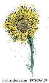 Hand-drawn sunflower. A sketch drawn in a splash of paint. Illustration can be used as a graphic design element.