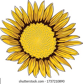 Ilustración del vector del girasol dibujado a mano. Flor elegante con contorno negro y colores maravillosos.