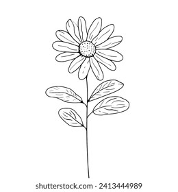 Hand-Drawn sunflower Vectorized with Adobe Illustrator