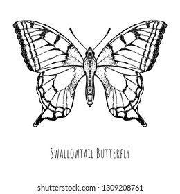 Hand-drawn swallowtail butterfly. Isolated object on a white background. Vector cartoon illustration.