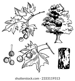 Hand-drawn sycamore tree (Platanus occidentalis,  American sycamore, American planetree). Vector sketch  illustration.