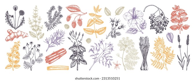 Handgezeichnete Teezutaten-Kollektion in Farbe. Botanische Illustration von Früchten, Blumen, Blättern und Kräutern für Rezepte, Menüs, Etiketten, Symbole und Verpackungen. Kräutertee-Set