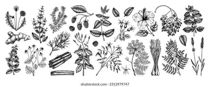 Handgezeichnete Teezutaten-Kollektion im Vintage-Stil. Botanische Illustration von Früchten, Blumen, Blättern und Kräutern für Rezepte, Menüs, Etiketten, Symbole und Verpackungen. Kräutertee-Set