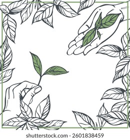 Hand-drawn tea leaves in hands.   Vector background. Sketch  illustration.