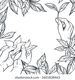 Hand-drawn tea leaves in hands.   Vector background. Sketch  illustration.