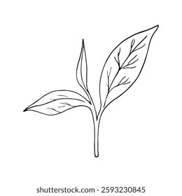 Hand-drawn tea leaves illustration.Trendy botanical element. Vector image good for use in card and package design