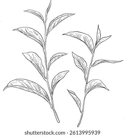 Hand-drawn tea plant sketch featuring detailed leaves and buds, perfect for botanical designs, wellness branding, or tea-related projects. Ideal for natural, organic, and herbal themes.
