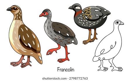 Hand-drawn terrestrial birds with a rounded body, short legs, and a small beak. Their plumage is colored in shades of brown, rufous, gray, and black, with spots and stripes. Francolin. 