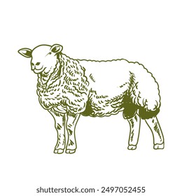 handdrawn texel sheep with separate white background