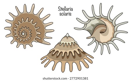 Hand-drawn three Stellaria solaris shells from different angles. Long, thin, sun-ray-like projections extend from the shell's main spiral, giving them an unusual star-like shape. Isolated color vector