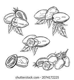 Hand-drawn tomatoes on white background. Vector sketch  illustration. 