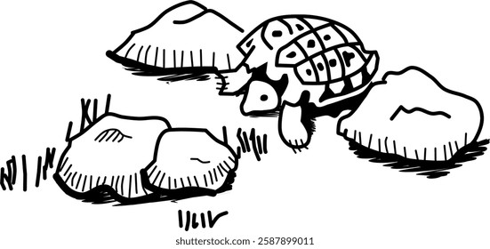 Hand-drawn tortoise vector doodle. Cute tortoise hiding between rocks. 