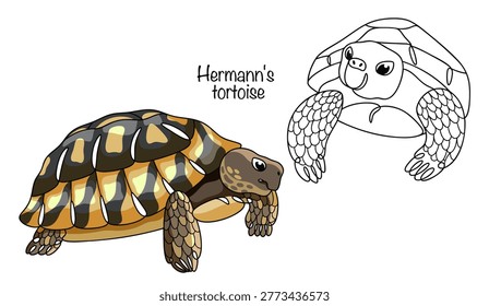 Hand-drawn tortoises with a yellow domed shell and dark spots. Hermann's tortoises in various poses. Isolated vector illustration of turtles.