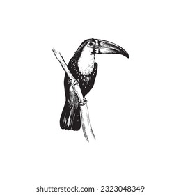 handdrawn toucan illustration, Toucan drawing, Jungle bird design, jungle, tropical, bird, toucan tattoo