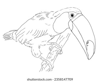 Hand-drawn toucan on a branch. Black and white line sketch. Vector flat illustration.