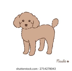 Ilustração de vetor de poodle de brinquedo desenhado à mão