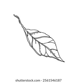A hand-drawn tree leaf on a white background is isolated.