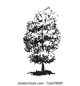 Hand-drawn tree, linden. Black and white realistic image, sketch painted with ink brush.. Vector illustration