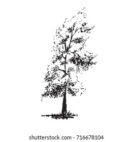 Hand-drawn tree, poplar. Black and white realistic image, sketch painted with ink brush.. Vector illustration