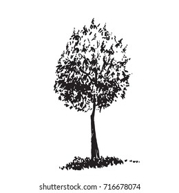 Hand-drawn tree, sweet chestnut. Black and white realistic image, sketch painted with ink brush.. Vector illustration