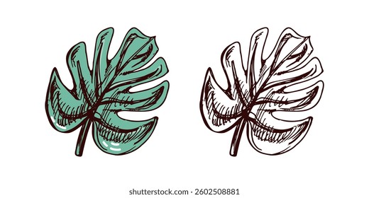 Hand-drawn tropical monstera leaf set in green and brown tones in vintage engraved style