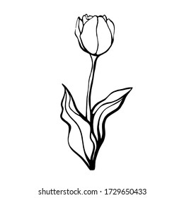 Tulipán dibujado a mano sobre un tallo con hojas. ilustración vectorial en el estilo Doodle. Diseño floral.Los elementos están aislados en un fondo blanco