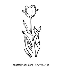 A hand-drawn Tulip on a stem with leaves.A Tulip flower. vector illustration in the Doodle style. Floral design.Elements are isolated on a white background