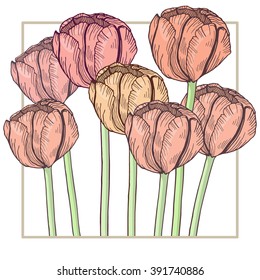 Hand-drawn tulips in delicate frame. Isolated flowers on white background. Pastel tender colors. Vector illustration
